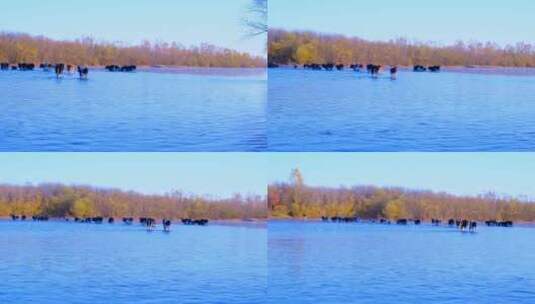 牛群正在渡过内蒙古秋天清晨冰冷的河流高清在线视频素材下载