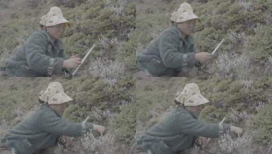 藏族阿姐刚挖出新鲜虫草高清在线视频素材下载