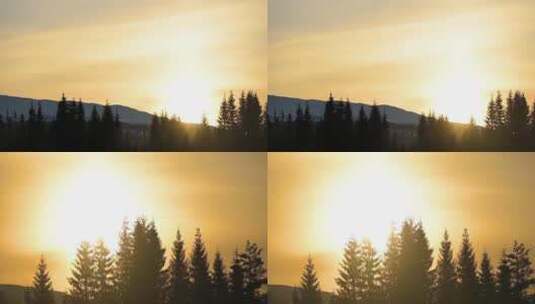 森林天亮日出高清在线视频素材下载
