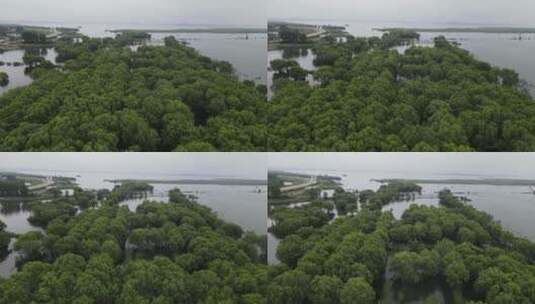 被水淹没森林植物航拍高清在线视频素材下载