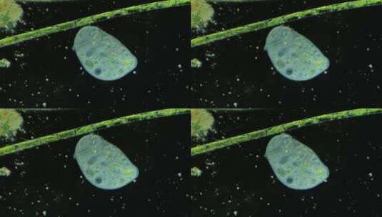 显微镜下的真实微生物 喇叭虫3高清在线视频素材下载