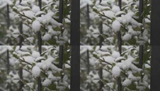 鹅毛大雪落在路边的绿植上特写高清在线视频素材下载