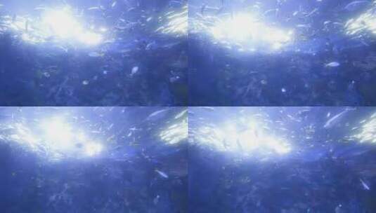 海底世界鱼高清在线视频素材下载