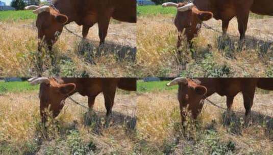 吃草的母牛高清在线视频素材下载