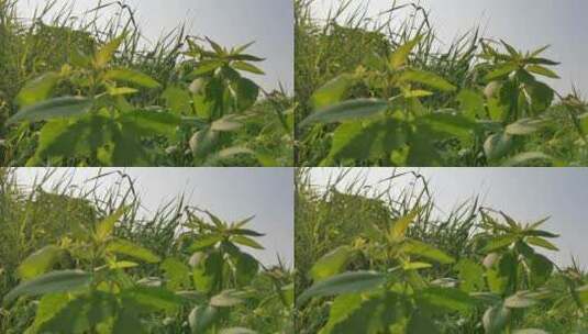 绿色药草植物高清在线视频素材下载