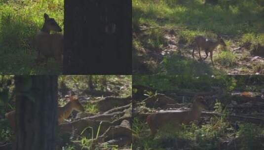 森林中觅食的小鹿高清在线视频素材下载