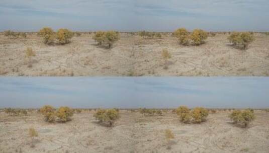 原创 新疆巴州且末县塔克拉玛干沙漠胡杨林高清在线视频素材下载