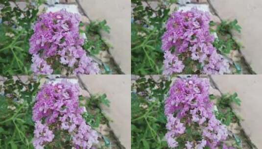 紫薇花花朵高清在线视频素材下载