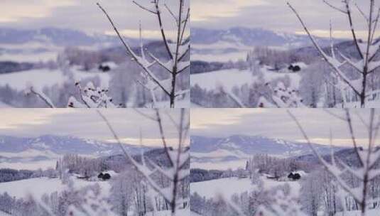 冬季树上的积雪高清在线视频素材下载