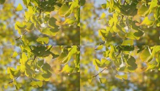 秋天唯美银杏叶空镜高清在线视频素材下载
