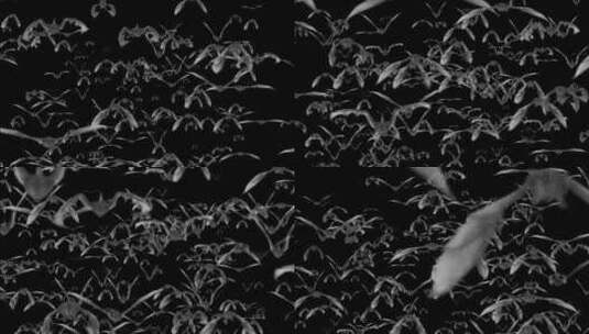【原创带通道】密密麻麻的蝙蝠群飞行高清在线视频素材下载