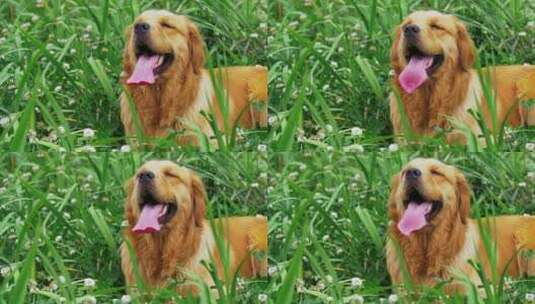 草丛中的金毛犬特写宠物狗高清在线视频素材下载