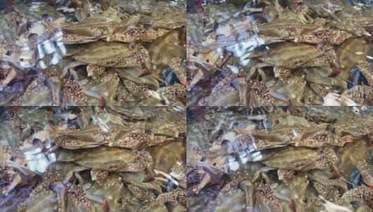 厦门八市海鲜梭子蟹2高清在线视频素材下载