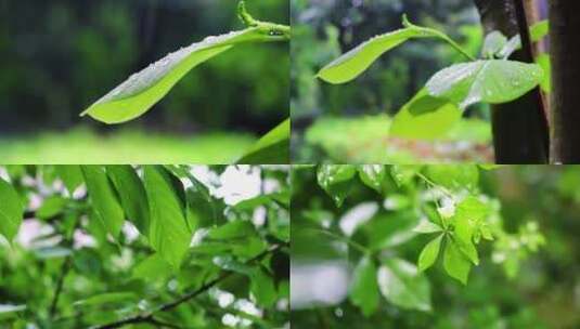 春雨滴落绿叶高速实拍高清在线视频素材下载