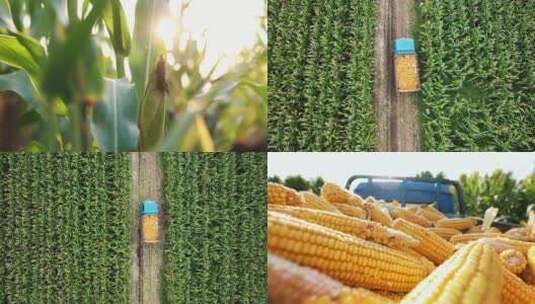 玉米收获晾晒玉米运输高清在线视频素材下载