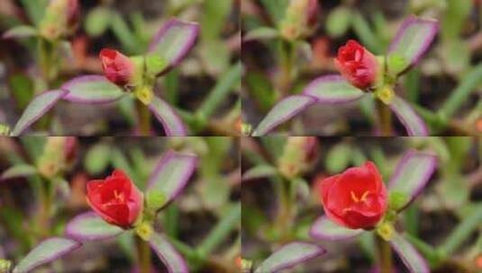 红色的花朵缓缓开放高清在线视频素材下载