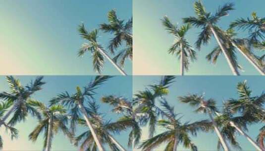阳光下的棕榈树 (2)高清在线视频素材下载
