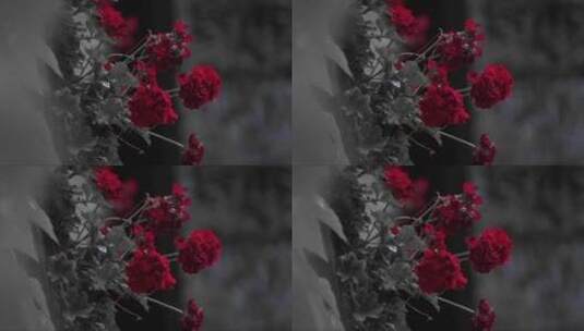 绽放的红色康乃馨 (2)高清在线视频素材下载