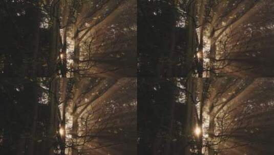 穿过树林的光线高清在线视频素材下载