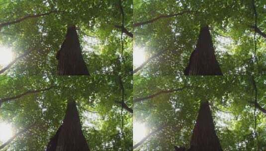 黑熊爬上大树高清在线视频素材下载