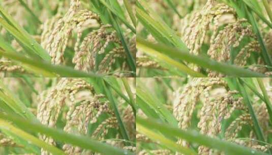 【精品】稻谷稻米稻田稻穗丰收秋收雨水高清在线视频素材下载