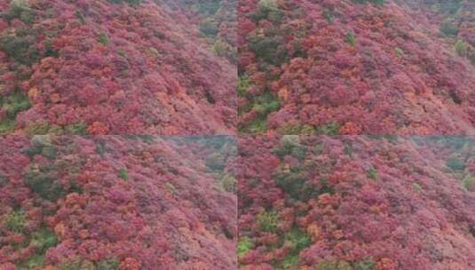 航拍秋季漫山遍野的红叶4K素材高清在线视频素材下载