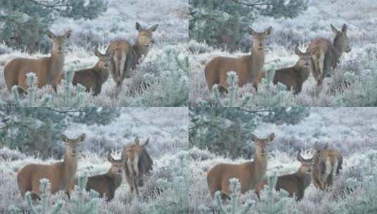 近距离拍摄冬天草原上的驯鹿特写高清在线视频素材下载