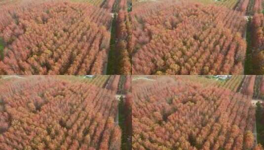 深秋秋天红枫叶航拍风景高清在线视频素材下载