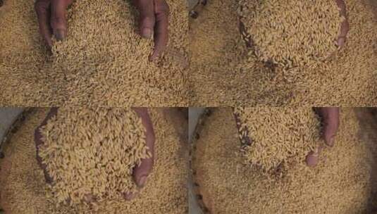 双手捧起稻谷大米收获的喜悦高清在线视频素材下载