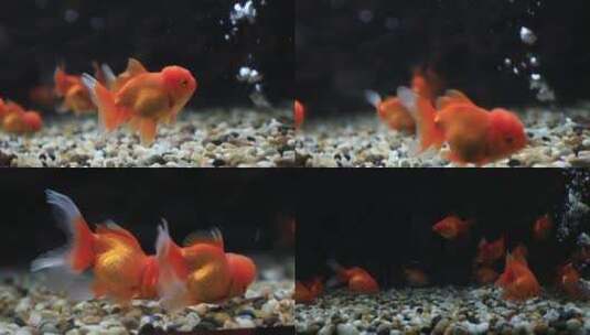 金鱼鱼缸展示空镜合集高清在线视频素材下载