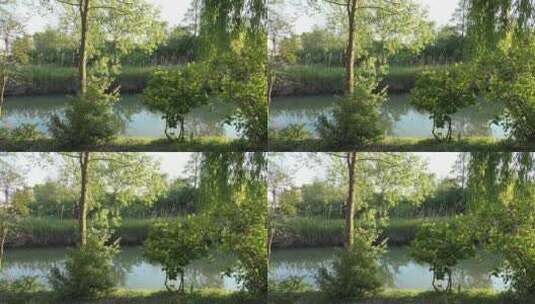 河岸边的植被高清在线视频素材下载