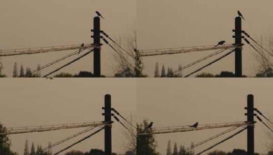 电线杆上的鸟4K实拍空镜高清在线视频素材下载