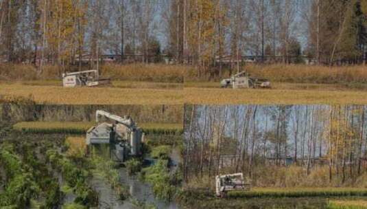 东北农村秋季收割水稻（2K分辨率）高清在线视频素材下载