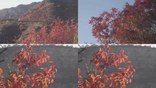 彩色的山林秋风红叶高清在线视频素材下载