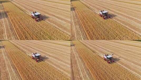 麦收麦田收割麦子丰收高清在线视频素材下载