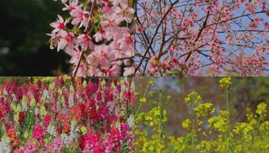 春暖花开鲜花绽放合集高清在线视频素材下载