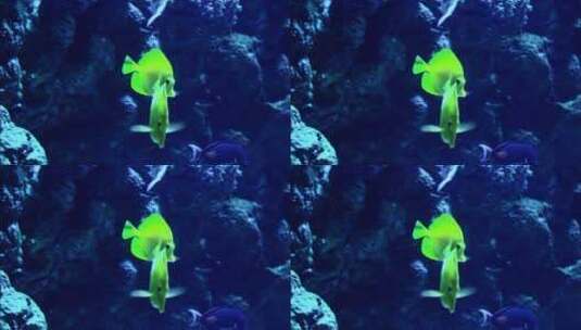 海洋水下鱼类近距离拍摄高清在线视频素材下载