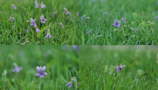 春天草地紫色花高清在线视频素材下载