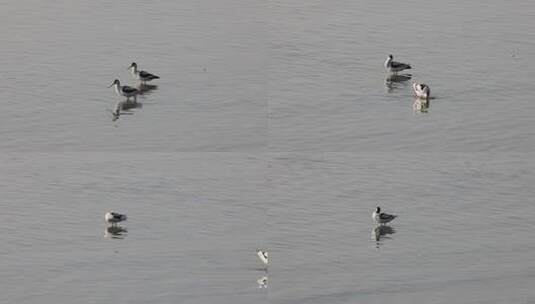 深圳湾的各种鸟类高清在线视频素材下载
