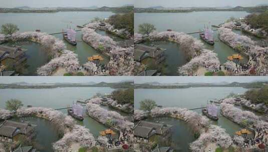 江苏无锡太湖鼋头渚樱花季节航拍风光高清在线视频素材下载