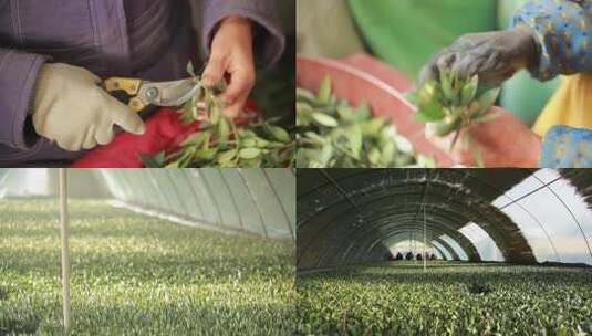 橄榄树苗高清在线视频素材下载