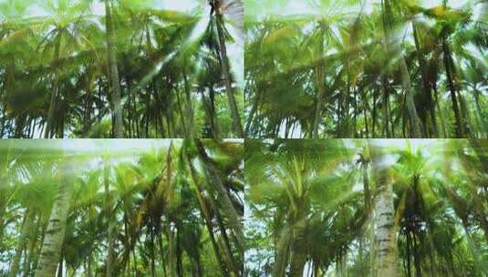 阳光树林 椰树林 椰梦长廊 丁达尔效应高清在线视频素材下载
