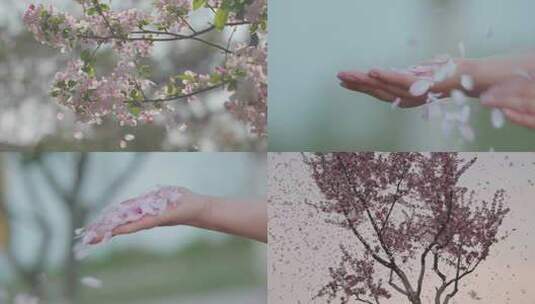 花瓣樱花从女孩手里落下握不住的春天高清在线视频素材下载