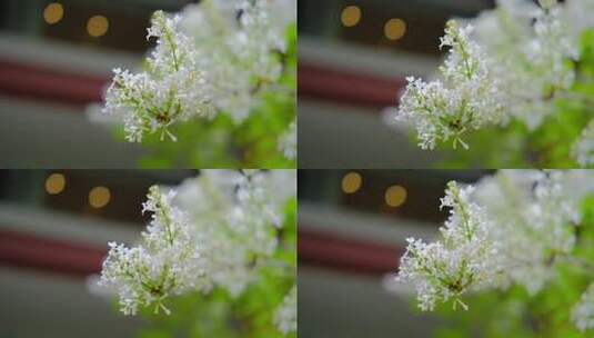 春天在微风中盛开的丁香花高清在线视频素材下载