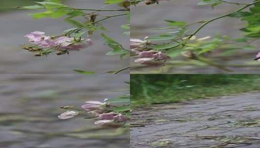 雨后的植物高清在线视频素材下载