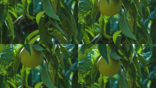 青绿色桃子高清在线视频素材下载