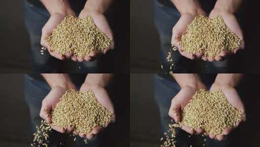 捧着稻谷的农民手捧粮食手捧小麦粮食丰收高清在线视频素材下载