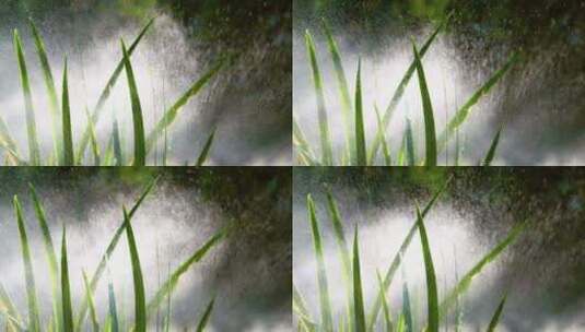 花园里的新鲜水草高清在线视频素材下载