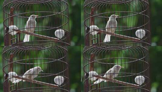 鸟笼中的小鸟高清在线视频素材下载