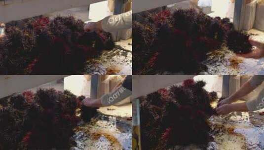 海鲜市场售卖海胆高清在线视频素材下载